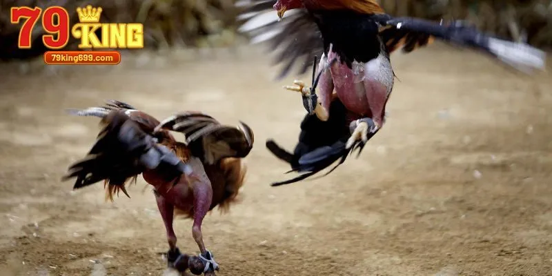 Bỏ túi 2 chiến thuật soi kèo chọi gà thắng lớn cho thành viên