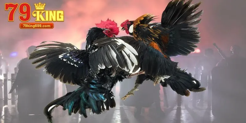 Điểm mạnh của chuyên mục đá gà tại hệ thống